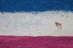 Pseudopyrausta santatalis