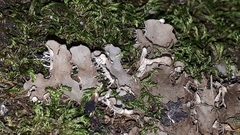 Peltigera rufescens