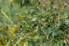 Bidens frondosa