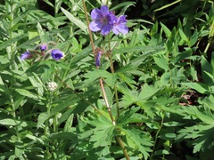 Geranium erianthum