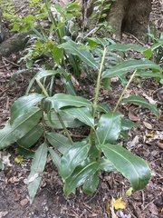 Hedychium