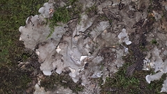 Peltigera rufescens