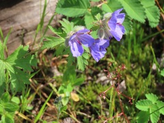 Geranium erianthum
