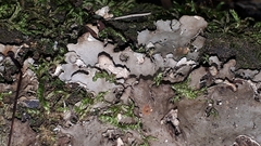 Peltigera rufescens