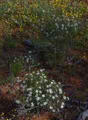 Olearia muelleri