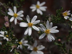 Olearia muelleri