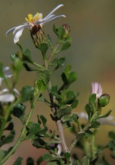 Olearia muelleri