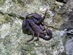 Scorpiops