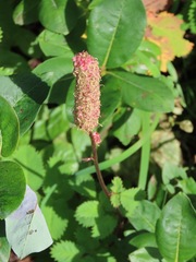 Sanguisorba stipulata