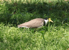 Vanellus miles novaehollandiae