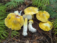 Tricholoma subluteum