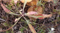 Oenothera macrocarpa