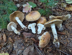 Cortinarius claricolor