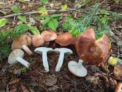 Lactarius vinaceorufescens