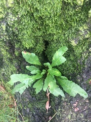 Magnoliopsida