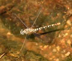 Erpetogomphus compositus