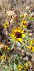 Helianthus exilis