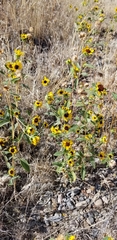 Helianthus exilis