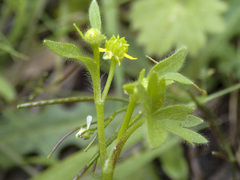Ranunculus muricatus