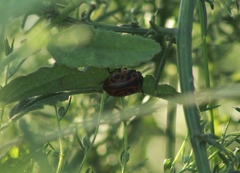 Calligrapha serpentina