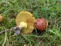 Suillus clintonianus