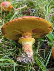 Suillus clintonianus