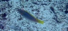 Halichoeres hortulanus