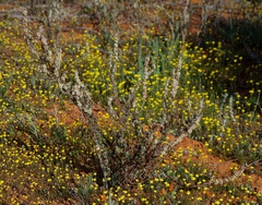 Maireana trichoptera