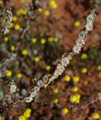 Maireana trichoptera