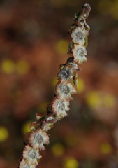 Maireana trichoptera