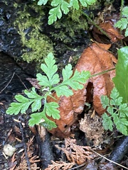 Geranium robertianum