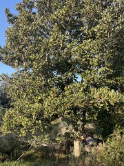 Beilschmiedia tarairi