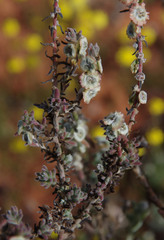 Maireana trichoptera