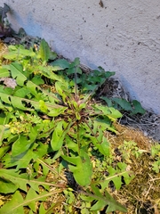 Taraxacum officinale