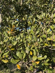 Beilschmiedia tarairi