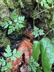 Geranium robertianum