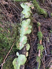Peltigera aphthosa