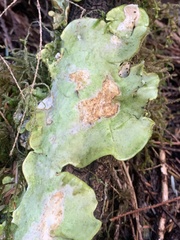 Peltigera aphthosa