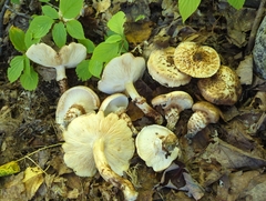 Tricholoma caligatum