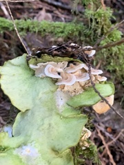 Peltigera aphthosa