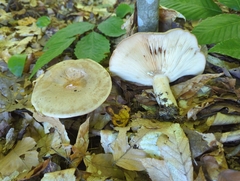 Lactarius argillaceifolius