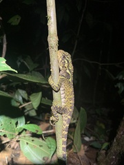 Enyalioides