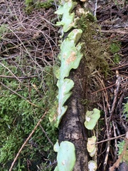 Peltigera aphthosa