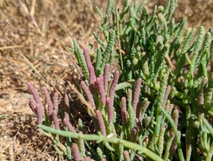 Salicornia pacifica