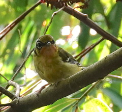 Pteruthius melanotis