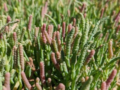 Salicornia pacifica