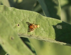 Zonosemata vittigera