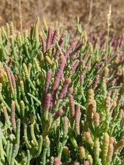 Salicornia pacifica