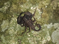 Scorpiops