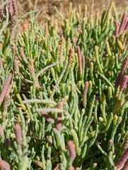 Salicornia pacifica